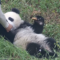 Chubby panda cub enjoys succession of snacks at Sichuan base