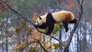 屏幕快照 2024-11-17 下午8.40.05