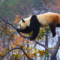 Giant panda performs impressive martial arts skills